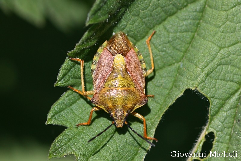 Pentatomidae: Carpocoris purpureipennis
